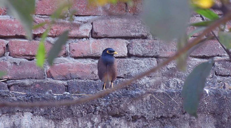 "A lone shalik in the morning light—steeped in folklore, this bird's solitary presence is believed by some to bring misfortune." ( Photo: Biplob Talukder, Voice7 News ) 